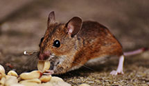24 Hour & Emergency Exterminators in Westport, CT